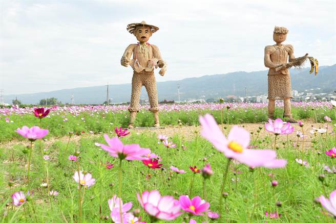 田中望高瞭波斯菊花海广达12公顷，现正盛开，美不胜收。（谢琼云摄）