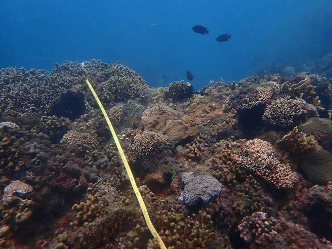 海洋委員會海洋保育署致力保護海洋。（海保署提供／林瑞益高雄傳真）