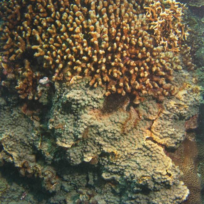 海洋委員會海洋保育署籲請民眾一起保育海洋。（海保署提供／林瑞益高雄傳真）