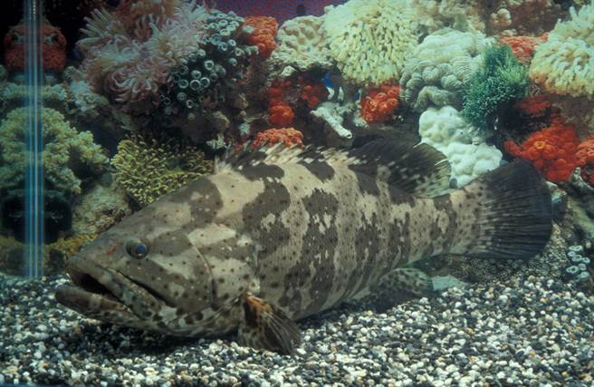 大陸日前宣布暫時禁止我石斑魚進口。（示意圖／資料照）