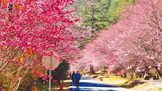 武陵樱花季首先登场的是兆丰茶园区及桃花庄前樱花道，目前已逐渐盛开。图为去年的樱花道美丽景色。（武陵农场提供／王文吉台中传真）