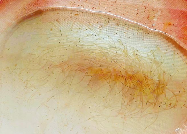 嘉义县东石乡民成峻5日凌晨守了3、4个小时，捕到200多尾鳗苗，在本季鳗苗季已算大有斩获。（成峻提供／吕妍庭嘉义传真）