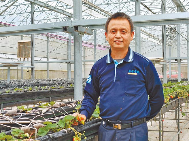 南投县国姓乡有一处机械草莓园，从事机械业的张有锦北漂多年，3年前返回国姓老家，与姊姊一起种草莓，利用自己的机械背景，测试各种草莓种植技术。（吴建辉摄）
