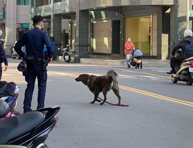 芦洲区摊贩放任犬只于马路间穿梭，警察到场关心，新北市动保处依违反动保法对摊贩开罚3千元罚锾。（撷取自脸书爆料公社）
