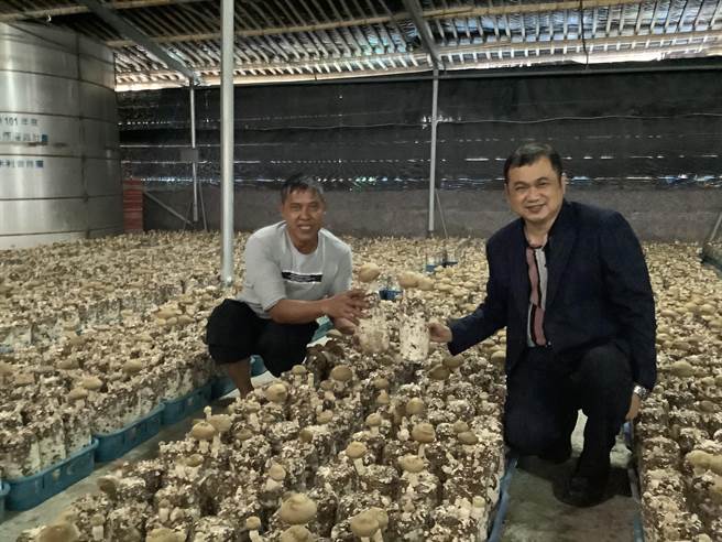 台中市新社區等8家農會投入香菇菌種生產，提供製包場植入太空包。（台中市農業局提供／王文吉台中傳真）