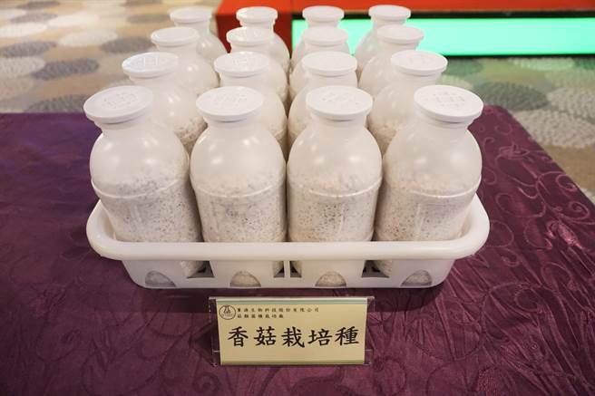 香菇栽培種。（王文吉攝）
