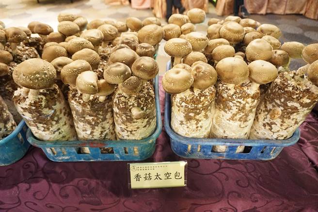 香菇太空包。（王文吉攝）