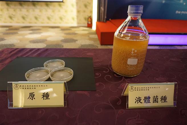 香菇原種與液體菌種。（王文吉攝）
