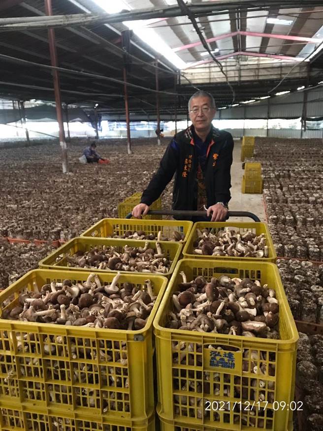蕈源生技公司生產的優質菌種，可增加單包香菇產量約20公克以上，推算每分地能為菇農增加7至10萬元收益。（台中市農業局提供／王文吉台中傳真）