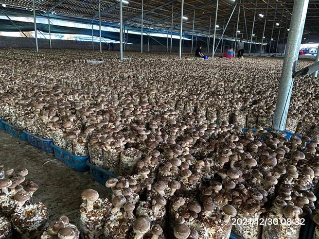 台中市香菇栽培數量全年約1億包（約241公頃），產量共2393公噸，居全台之冠。（台中市農業局提供／王文吉台中傳真）