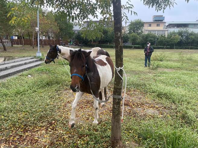 警方出动协寻，最后在大里区美村路瑞城公园发现马儿在吃草。（民眾提供／冯惠宜台中传真）