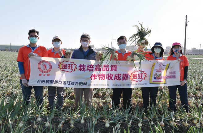 施用金旺复肥促进洋葱葱皮光亮、大球占比高，台肥与伸港果菜合作社合作金旺复肥试验成果倍受肯定。图／台肥提供