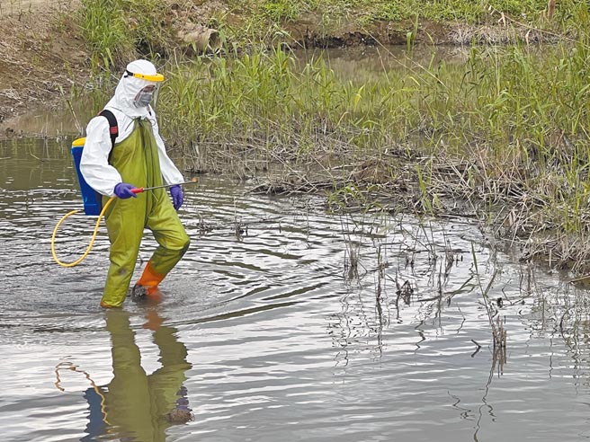 關渡自然公園候鳥糞便檢出H5N1。（北市動保處提供／楊亞璇台北報導）