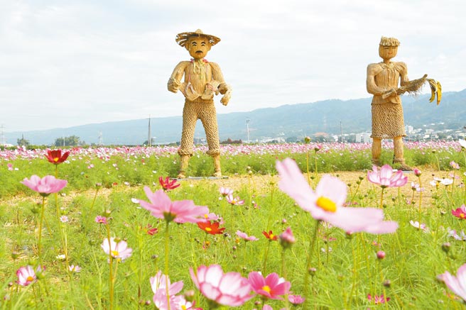 彰化縣冬季休耕稻田轉作景觀花海，今年總計有7鄉鎮市闢3公頃以上花卉專區，全縣總計推廣面積達260公頃。（謝瓊雲攝）
