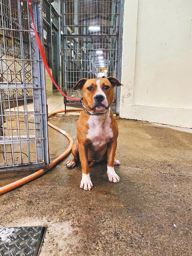 嘉义县家畜疾病防治所将遭弃养的比特犬带回安置，因需分笼饲养，目前收容空间已满，图为5日在奋起湖抓到的比特犬。（嘉县家畜所提供／张亦惠嘉县传真）