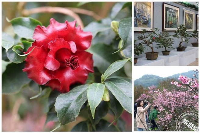 百年茶花艺术飨宴+樱花花海美极了(图：臺北市政府工务局公园处、林涵青提供)