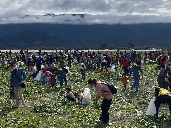 台東縣關山鎮千人拔蘿蔔活動8日上午熱鬧登場。（蔡旻妤攝）