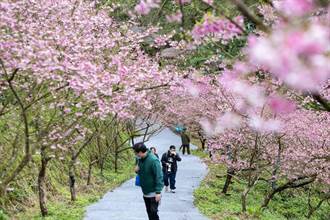 新北三峽櫻花期月底盛開 賞花人潮逐漸湧現