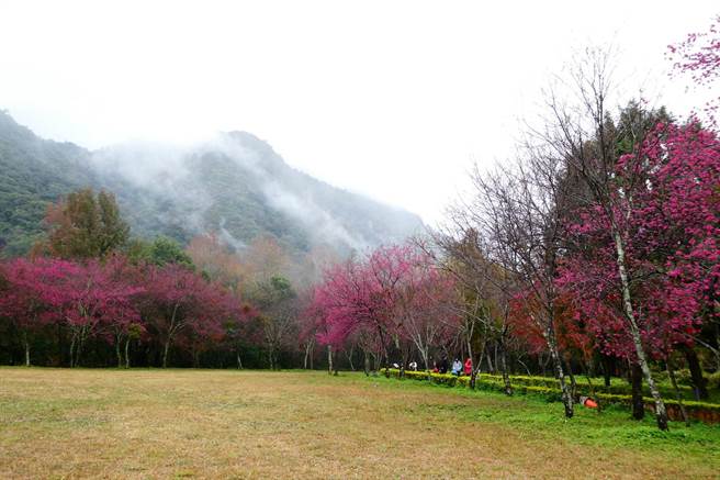 奥万大森林游乐区表示，樱花通常在1月下旬才会开花，但今年冷得早，因此花期提早1至2周报到，目前5成花况，评估1月中或下旬会完全绽放，届时才是最佳观赏期。(奥万大提供／吴建辉南投传真)