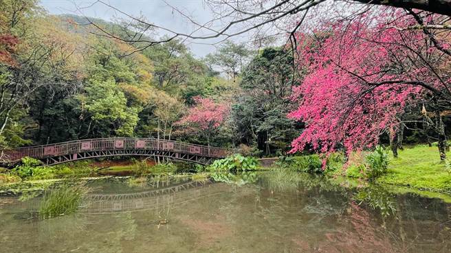 奥万大拥有天然原生林，一年四季都有不同景色，春季有粉嫩的樱花林、秋季摇身一变又变成赏枫胜地，每年都吸引上万民眾朝圣。(奥万大提供／吴建辉南投传真)
