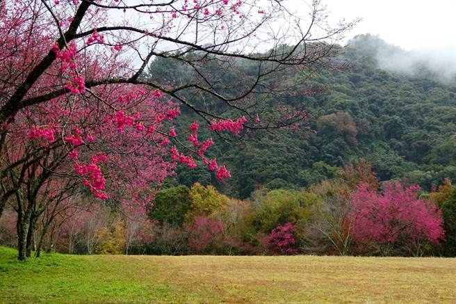 奥万大园区内种有山樱花、八重樱、雾社樱等樱花，花季视天气影响，大约在1月至3月中旬，今年因天气湿冷低温的催化下，让樱花提早报到。(奥万大提供／吴建辉南投传真)