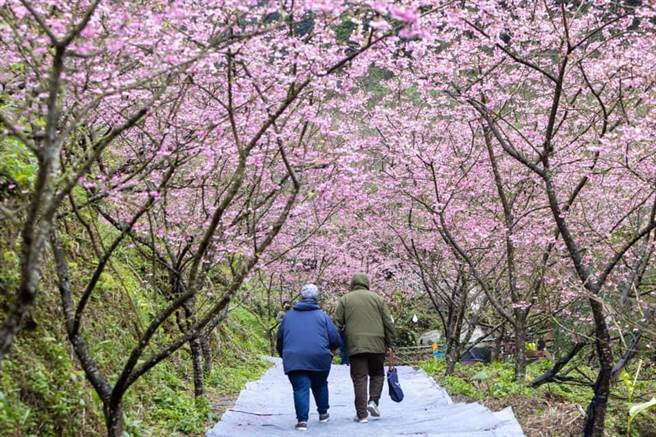 新北市三峡知名赏樱景点大熊樱花林近日已进入樱花盛开期，预计20日达到盛开高峰。（大熊樱花林提供）