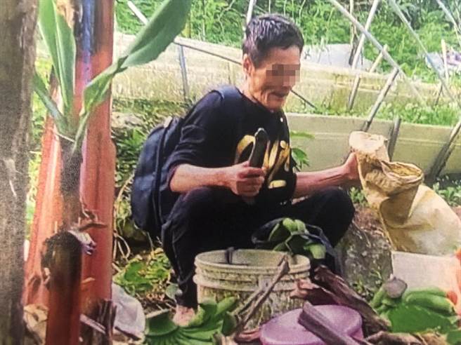 尤姓男子到農地偷割香蕉。（警方提供）