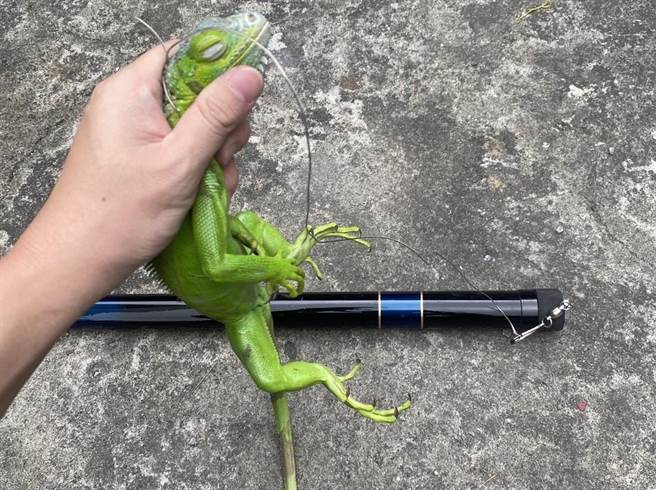 屏县府加派人力投入移除绿鬣蜥，而捕捉量也明显上升，据统计，2021年移除1万9733只，不仅为全国最多，还是2020年的2.3倍。（屏县府提供／谢佳潾屏东传真）