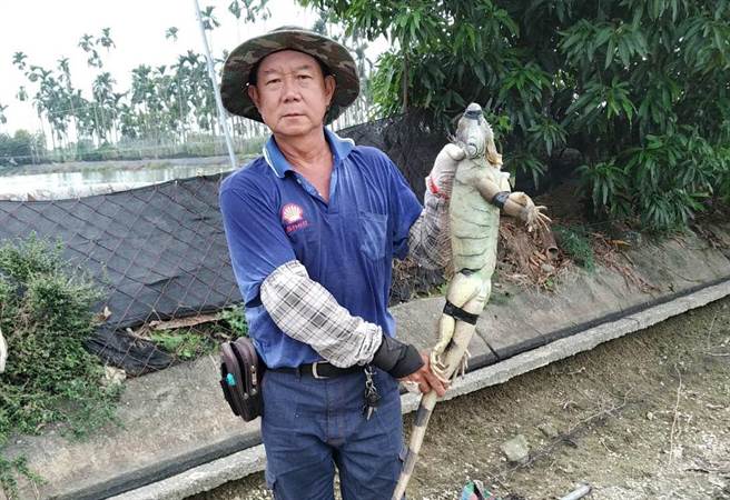 屏县府加派人力投入移除绿鬣蜥，而捕捉量也明显上升，据统计，2021年移除1万9733只，不仅为全国最多，还是2020年的2.3倍。（屏县府提供／谢佳潾屏东传真）