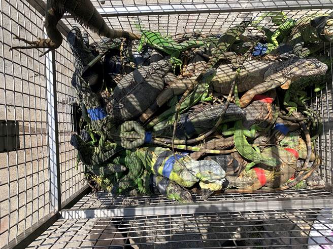 屏县府加派人力投入移除绿鬣蜥，而捕捉量也明显上升，据统计，2021年移除1万9733只，不仅为全国最多，还是2020年的2.3倍。（屏县府提供／谢佳潾屏东传真）