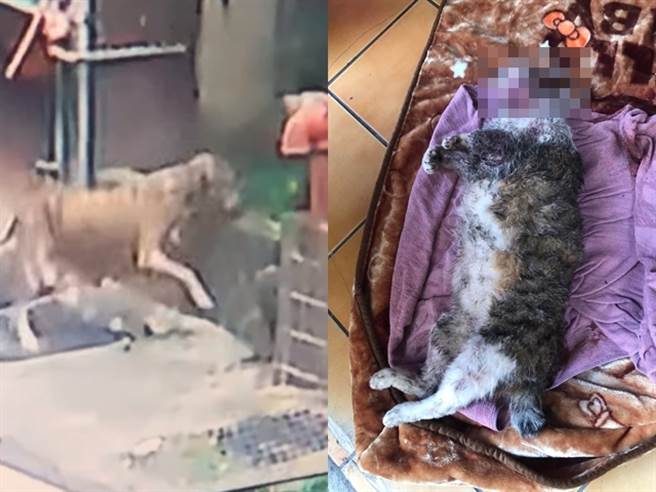 比特犬疑似刚生育完飢饿难耐，竟闯入1间住宅并当场咬死屋内的猫，当时猫的颈部因大面积撕裂伤、大出血躺在地上奄奄一息。（翻摄自脸书「爆料公社」）