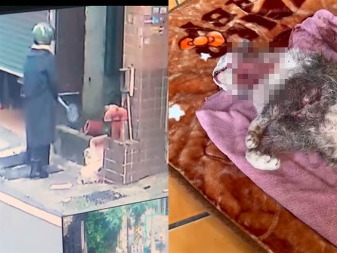 比特犬疑似刚生育完飢饿难耐，竟闯入1间住宅并当场咬死屋内的猫，当时猫的颈部因大面积撕裂伤、大出血躺在地上奄奄一息。（翻摄自脸书「爆料公社」）