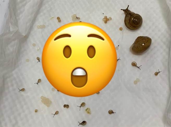 1名網友日前在青菜中發現2隻蝸牛，好奇之下細心照料，沒想到日後蝸牛竟生出2、30隻的小蝸牛，讓他笑說「沒想到他們倆又生了那麼多小蝸來報答我」。（翻攝自臉書「爆廢公社二館」）