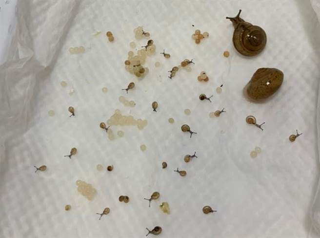 1名網友日前在青菜中發現2隻蝸牛，好奇之下細心照料，沒想到日後蝸牛竟生出2、30隻的小蝸牛，讓他笑說「沒想到他們倆又生了那麼多小蝸來報答我」。（翻攝自臉書「爆廢公社二館」）