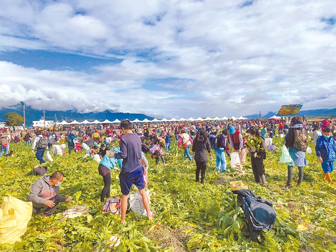 台东县关山镇千人拔萝卜活动8日上午热闹登场，孩子玩得不亦乐乎，趴在田间以行动表示「不想回家」，有民眾说还在停车，萝卜就被拔光了。（蔡旻妤摄）