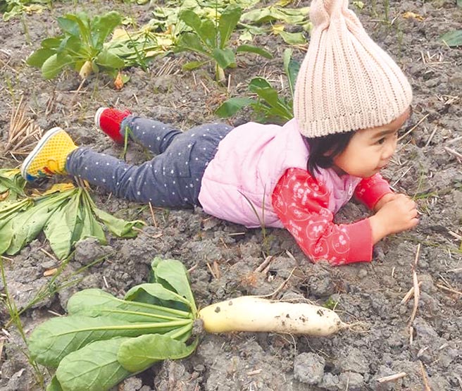 台东县关山镇千人拔萝卜活动8日上午热闹登场，孩子玩得不亦乐乎，趴在田间以行动表示「不想回家」，有民眾说还在停车，萝卜就被拔光了。（蔡旻妤摄）