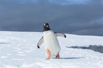 企鵝脫隊突遇冰層裂開！邁小短腿狂奔 驚險片段曝光
