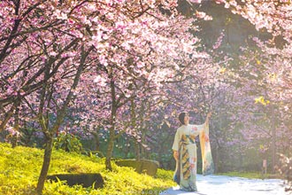 新北三鶯櫻花月底盛開 遊客湧現