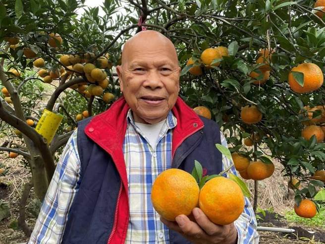 農友莊國份表示，在日據時代，觀音山地區種了滿山桶柑果樹，當時種植一公頃的桶柑收入可以買一公頃農地，商品價值相當高，也是早期外銷重要品項之一(農業局提供／戴上容新北傳真)