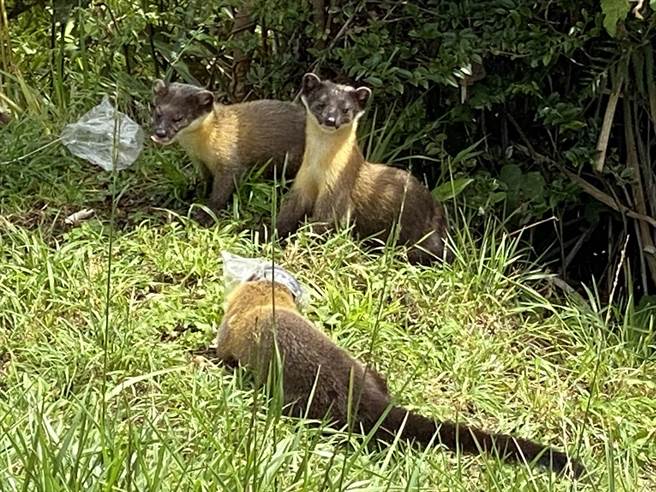 阿里山森林游乐区去年疫情警戒期间曾封园，游客止步区域野生动物频频出没，日前林务局嘉义林管处人员意外拍到黄喉貂在草地上嘻戏、拉扯塑胶袋画面。（林务局嘉义林管处提供）
