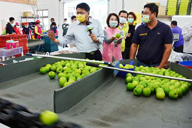 屏東優質蜜棗克服藥檢與防疫問題，成功打開外銷日本通路。（林和生攝）
