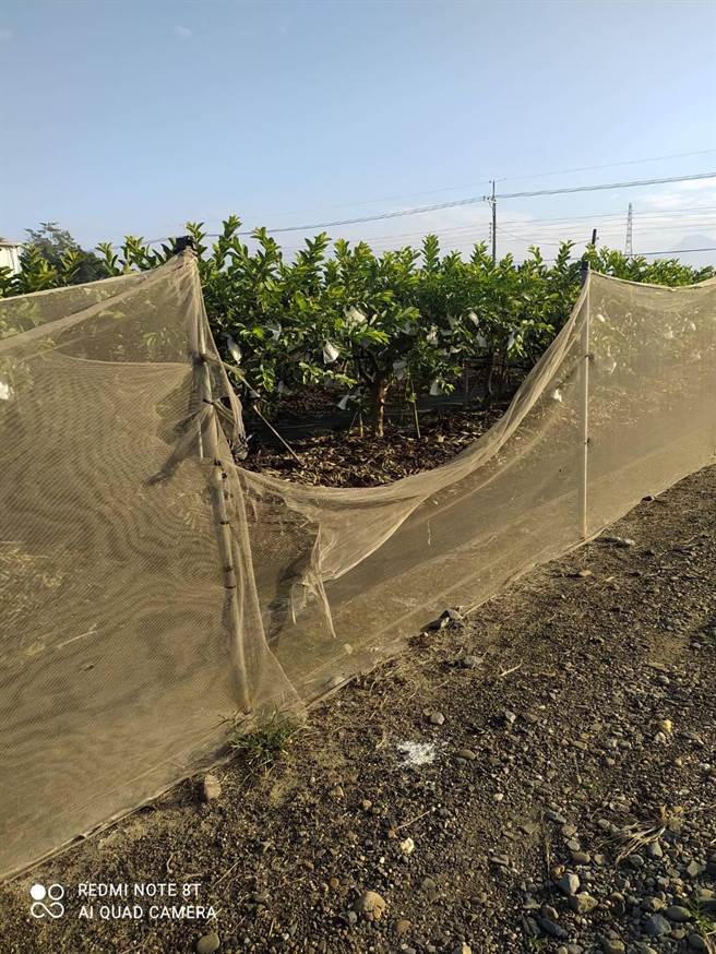 果园多次遭窃嫌光顾，农友气愤报警。(警方提供)