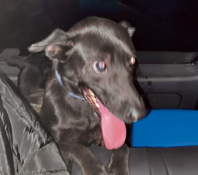 南投游姓父子涉嫌到彰化二水抓狗，员警前往调查，救出1只黑狗。（流浪狗爱妈董小姐提供／吴敏菁彰化传真）