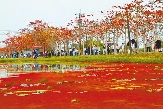 台南白河林初埤木棉花每年盛开期间均吸引数以万计的游客朝圣。（台南市政府提供／张毓翎台南传真）