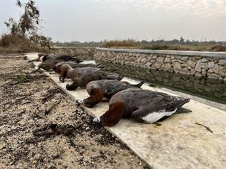 金門再傳疑似「毒鳥」事件 逾150隻水鳥魂斷沙崗農地