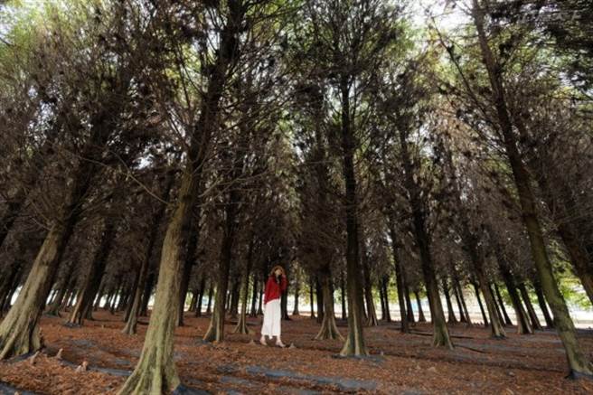 六甲落羽松占地广大的面积里能让游客在里头惬意游走。(图/行遍天下)