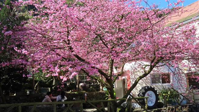 嘉义县梅山乡太和村樟树湖樱谷王河津樱在茶农细心照料下，目前已近满开。（苏家弘提供／张亦惠嘉县传真）