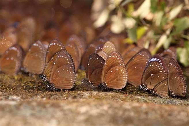 每年秋冬之际茂林山谷就出现大量紫斑蝶。 （资料照/茂管处提供）
