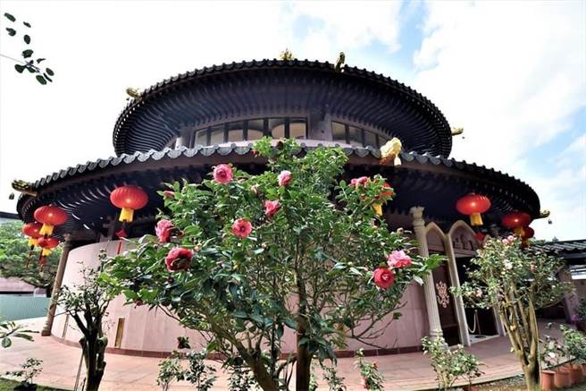 圣山寺山茶花，美不胜收。（灵鹫山佛教教团提供）