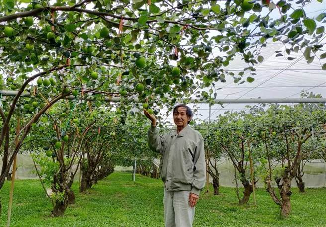 台南市楠西区邱春清农友枣园雪蜜成熟期赶上年前送礼旺季。（刘秀芬摄）